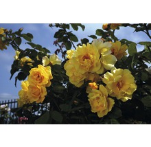 Popínavá růže – různé odrůdy 60-80 cm květináč 5 l žlutá-thumb-2