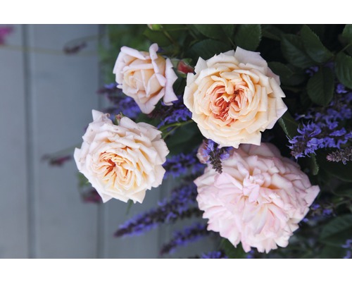 Růže – různé odrůdy 10-20 cm květináč 5 l růžová, tmavě růžová-0
