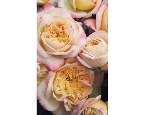 Růže – různé druhy 10-20 cm květináč 5 l žlutá, oranžová