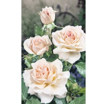 Vonná růže – různé odrůdy 10-20 cm květináč 5 l bílá, krémová-thumb-1