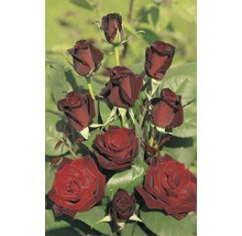 Růže vonná – různé odrůdy 10-20 cm květináč 5 l červená, tmavě červená-thumb-1