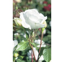 Vonná růže – různé odrůdy 10-20 cm květináč 5 l bílá, krémová-thumb-0