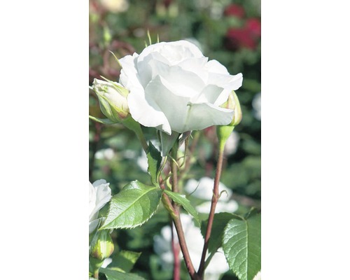 Vonná růže – různé odrůdy 10-20 cm květináč 5 l bílá, krémová-0