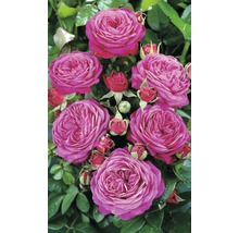 Vonná růže – různé odrůdy 10-20 cm květináč 5 l růžová, tmavě růžová-thumb-1