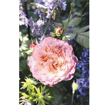 Vonná růže – různé odrůdy 10-20 cm květináč 5 l růžová, tmavě růžová-thumb-2