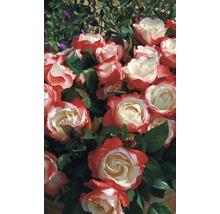 Růže vonná – různé odrůdy 10-20 cm květináč 5 l červená, tmavě červená-thumb-2