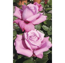 Vonná růže – různé odrůdy 10-20 cm květináč 5 l růžová, tmavě růžová-thumb-0
