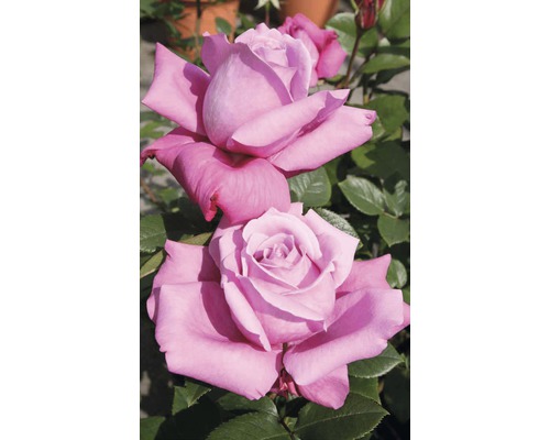 Vonná růže – různé odrůdy 10-20 cm květináč 5 l růžová, tmavě růžová-0