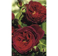 Růže vonná – různé odrůdy 10-20 cm květináč 5 l červená, tmavě červená-thumb-3