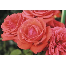 Růže vonná – různé odrůdy 10-20 cm květináč 5 l červená, tmavě červená-thumb-0