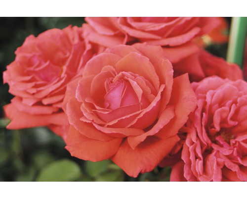 Růže vonná – různé odrůdy 10-20 cm květináč 5 l červená, tmavě červená