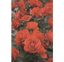 Záhonová růže – různé odrůdy 10-20 cm květináč 5 l červená, tmavě červená-thumb-0