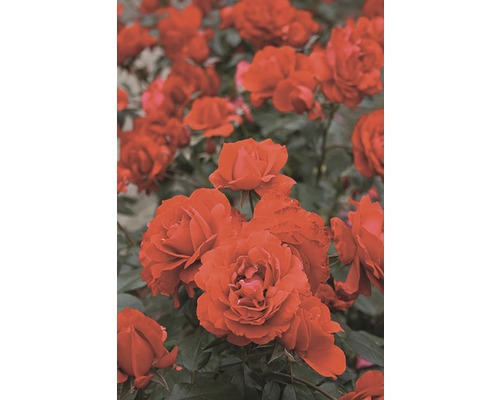 Záhonová růže – různé odrůdy 10-20 cm květináč 5 l červená, tmavě červená-0