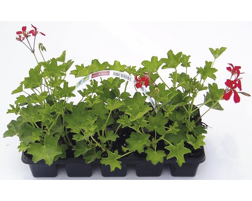 Muškát převislý jednoduchý Pelargonium peltatum 10 pack různé druhy