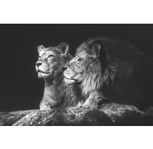 Obraz na plátně Lion Couple 100x150cm-thumb-0
