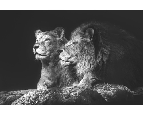 Obraz na plátně Lion Couple 100x150cm-0