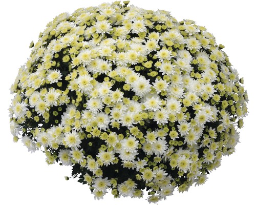 Chryzantéma multiflora v misce Ø 27 cm, různé barvy