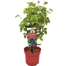 Ostružiník Rubus fruticosus 'Navaho Arapaho' ® 30-40 cm květináč 3,4 l-thumb-2