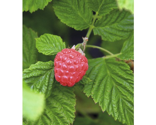 Maliník BrazelBerry ® 'Raspberry Shortcake' ® 25-30 cm květináč 4,5 l