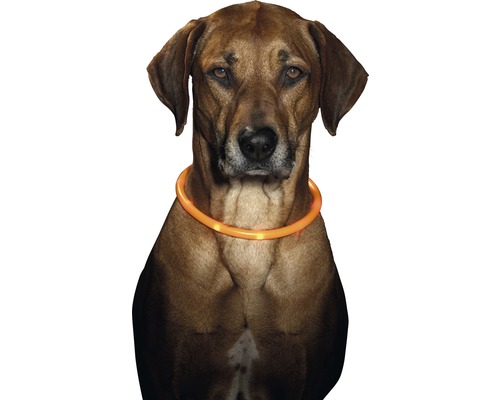 Obojek pro psa Karlie LED 70 cm, oranžový