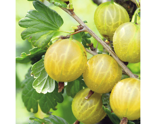 Angrešt žlutý velký sladký Hof:Obst Ribes uva-crispa ‘Solemio‘® 30-40 cm květináč 3,4 l