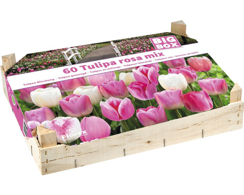 Tulipány Big Box 'růžový mix' 60 ks