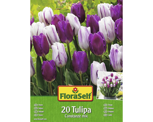 Tulipány FloraSelf 'Constanze Mix' 20 ks