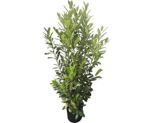 Bobkovišeň lékařská Prunus laurocerasus 'Elly'® 125-150 cm květináč 15 l