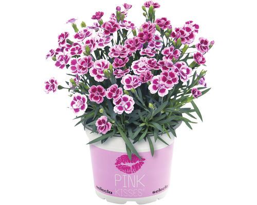Hvozdík zahradní Dianthus caryophyllus 'Pink Kisses' Ø 11 cm květináč