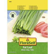 Pažitka česneková Fat leaf semena FloraSelf-thumb-0