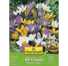 Krokusy botanické FloraSelf mix 60 ks-thumb-1