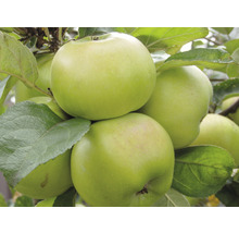 Jabloň sloupovitá zelená FloraSelf Bio Malus domestica Aromaspur® 130-150 cm květináč 7,5 l-thumb-0