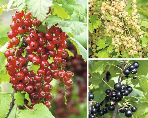 Rybíz Trio špalír Hof:Obst Ribes nigrum 50-60 cm květináč 6 l, 3 různé odrůdy, červené, bílé, černé bobule