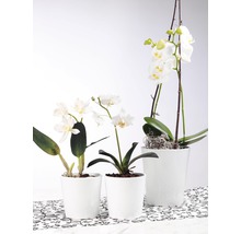 Obal na orchideje keramický Merina Ø 14 cm bílý-thumb-1