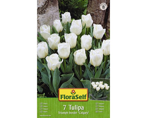 Tulipány FloraSelf Triumph border 'Calgary' bílé 7 ks