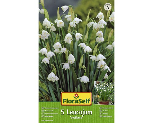 Bledule FloraSelf Leucojum 'Aestivum' bílé 5 ks-0