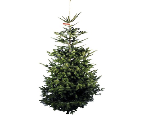 Řezaný vánoční strom jedle dánská Nordmann Gold 230 - 270 cm