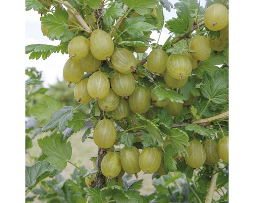 Angrešt zelený na kmínku FloraSelf Ribes uva-crispa 'Invicta' kmínek cca 90 cm výška celkem 100-120 cm