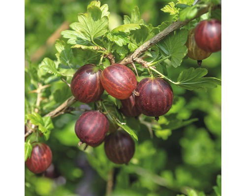 Angrešt červený FloraSelf Ribes uva-crispa 'Hinnomäki' 40-60 cm květináč 3 l