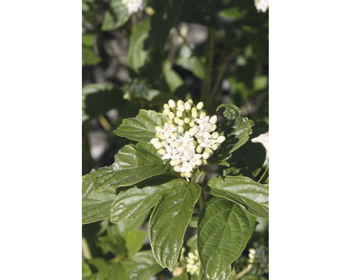 Svída výběžkatá FloraSelf Cornus stolonifera 'Flaviramea' 50-60 cm květináč 4 l