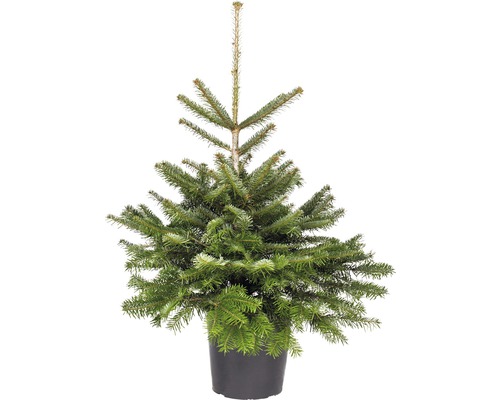 Vánoční stromek jedle 80-100 cm Abies Nordmanniana vhodný k výsadbě, květináč 7,5 l