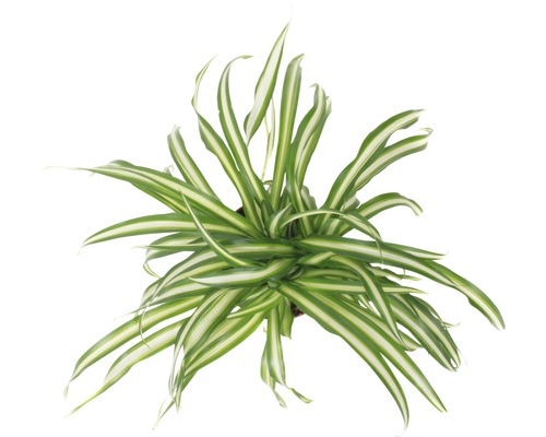 Zelenec FloraSelf Chlorophytum comosum 'Atlantic' 30-40 cm květináč Ø 12 cm