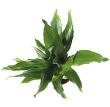 Dračinec FloraSelf Dracaena fragrans 'Steudneri Green' 40-50 cm květináč Ø 11 cm-thumb-1