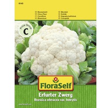 Květák 'Erfurtský trpaslík' FloraSelf-thumb-0