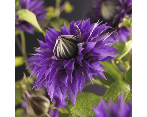 Plamének velkokvětý FloraSelf Clematis Hybride 'Multi Blue' 50-70 cm květináč 2,3 l