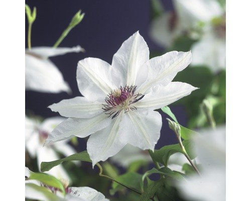 Plamének velkokvětý FloraSelf Clematis hybrid 'Miss Bateman' 50-70 cm květináč 2,3 l