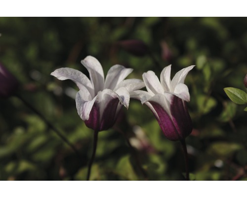 Plamének FloraSelf Clematis hybrid 'Princess Kate' 50-70 cm květináč 2,3 l